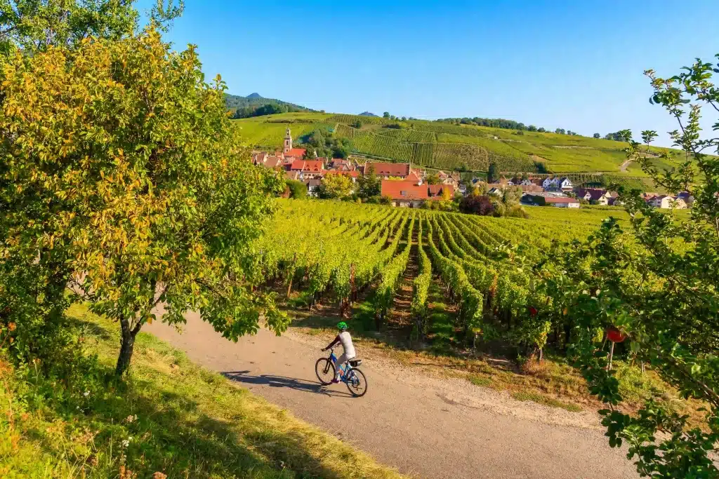 Route des vins d'Alsace.